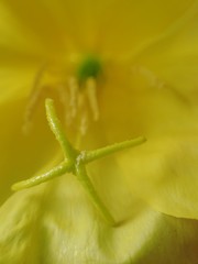Oenothera