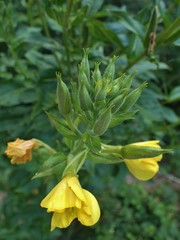 Oenothera