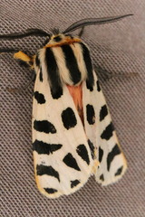 Apantesis incorrupta