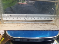 Lampetra richardsoni