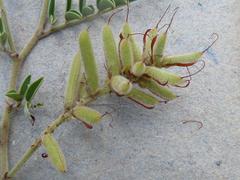 Indigofera oxytropis