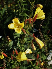 Oenothera
