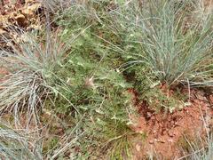 Indigofera oxytropis