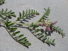 Indigofera oxytropis