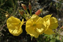 Oenothera