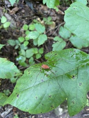 Leiobunum ventricosum