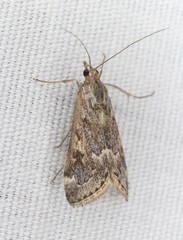 Loxostege allectalis