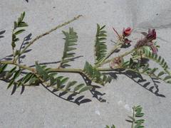 Indigofera oxytropis