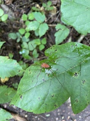 Leiobunum ventricosum