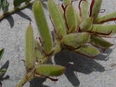 Indigofera oxytropis