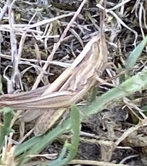 Euchorthippus elegantulus