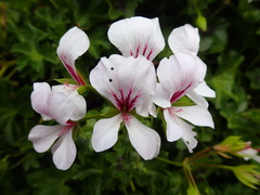 Pelargonium