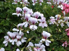 Pelargonium