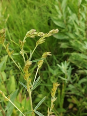 Lespedeza leptostachya