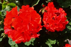 Pelargonium