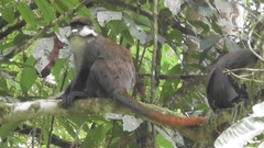 Cercopithecus ascanius