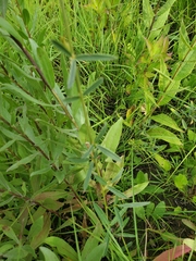 Lespedeza leptostachya