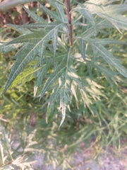 Artemisia tilesii