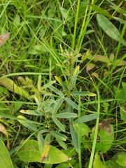 Lespedeza leptostachya