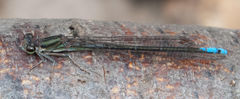Pseudagrion furcigerum