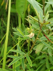 Lespedeza leptostachya