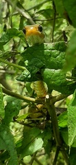 Chironius spixii