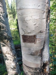 Betula neoalaskana