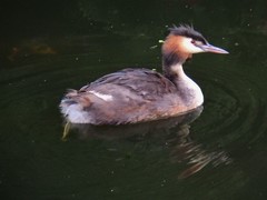 Podiceps cristatus