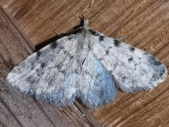 Orectis massiliensis