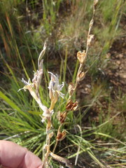 Gladiolus permeabilis edulis