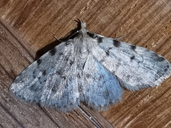 Orectis massiliensis