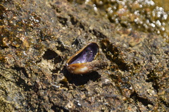 Modiolus barbatus