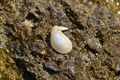 Limaria tuberculata