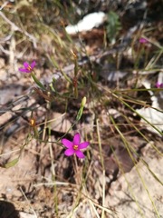 Centaurium cachanlahuen