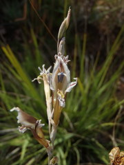 Gladiolus permeabilis edulis