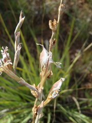 Gladiolus permeabilis edulis