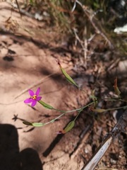 Centaurium cachanlahuen