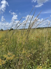 Andropogon virginicus virginicus