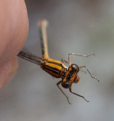 Pseudagrion furcigerum