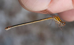 Pseudagrion furcigerum