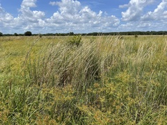 Andropogon virginicus virginicus
