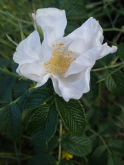 Rosa rugosa