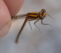 Pseudagrion furcigerum