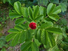 Rosa rugosa