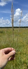 Andropogon virginicus virginicus