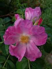 Rosa rugosa