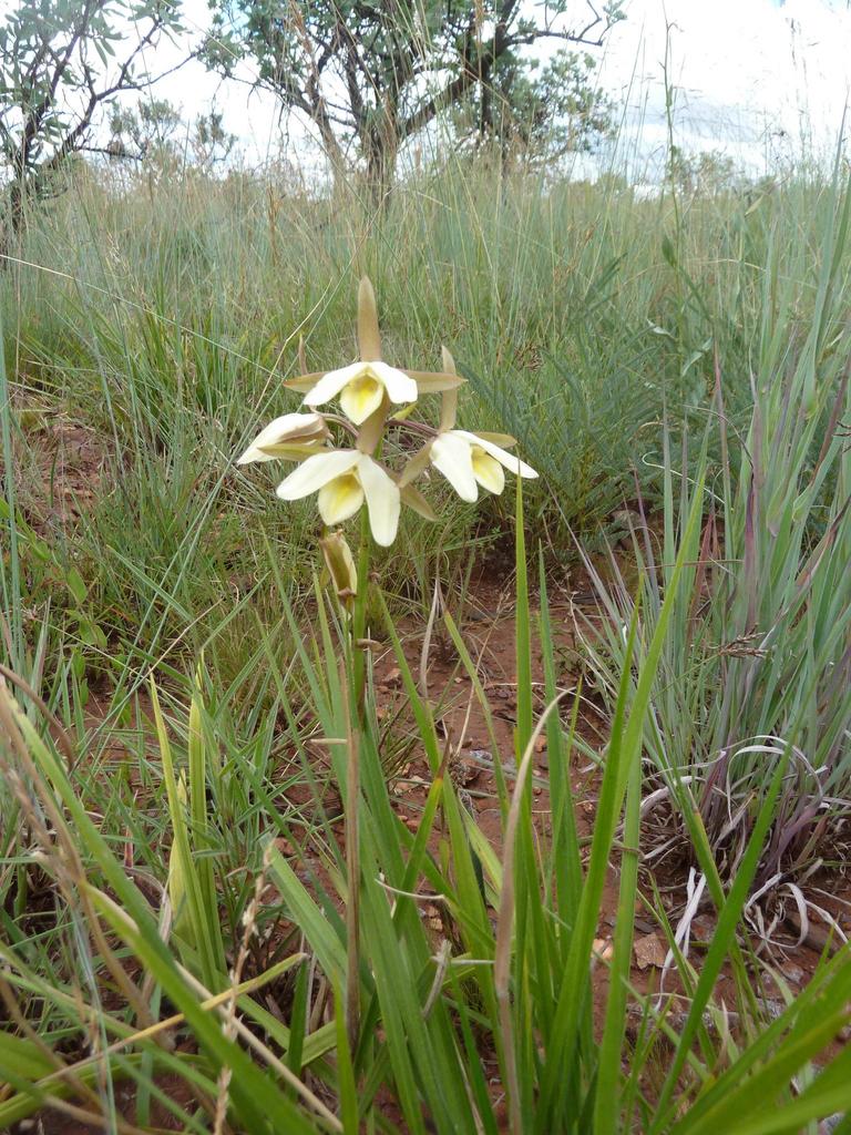 Eulophia monticola
