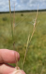 Andropogon virginicus virginicus