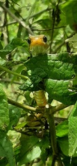 Chironius spixii