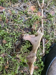 Phellodon violascens